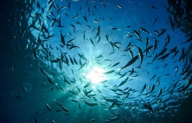 Bảo vệ đa dạng sinh học và tài nguyên của các đại dương.
