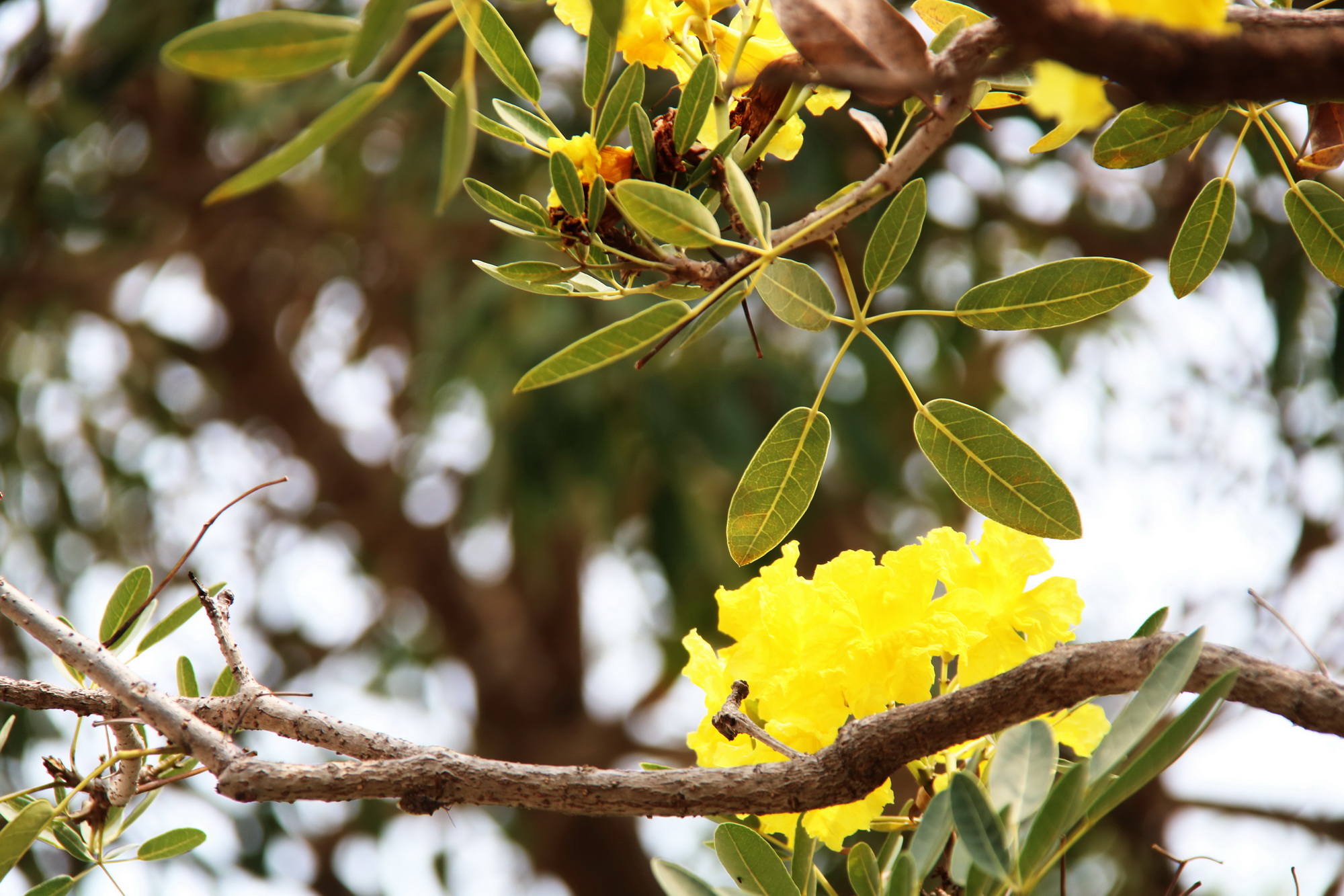 Con đường hoa kèn vàng