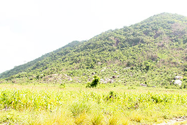 Vạn Ninh: Thực hiện Chương trình phát triển lâm nghiệp bền vững năm 2023