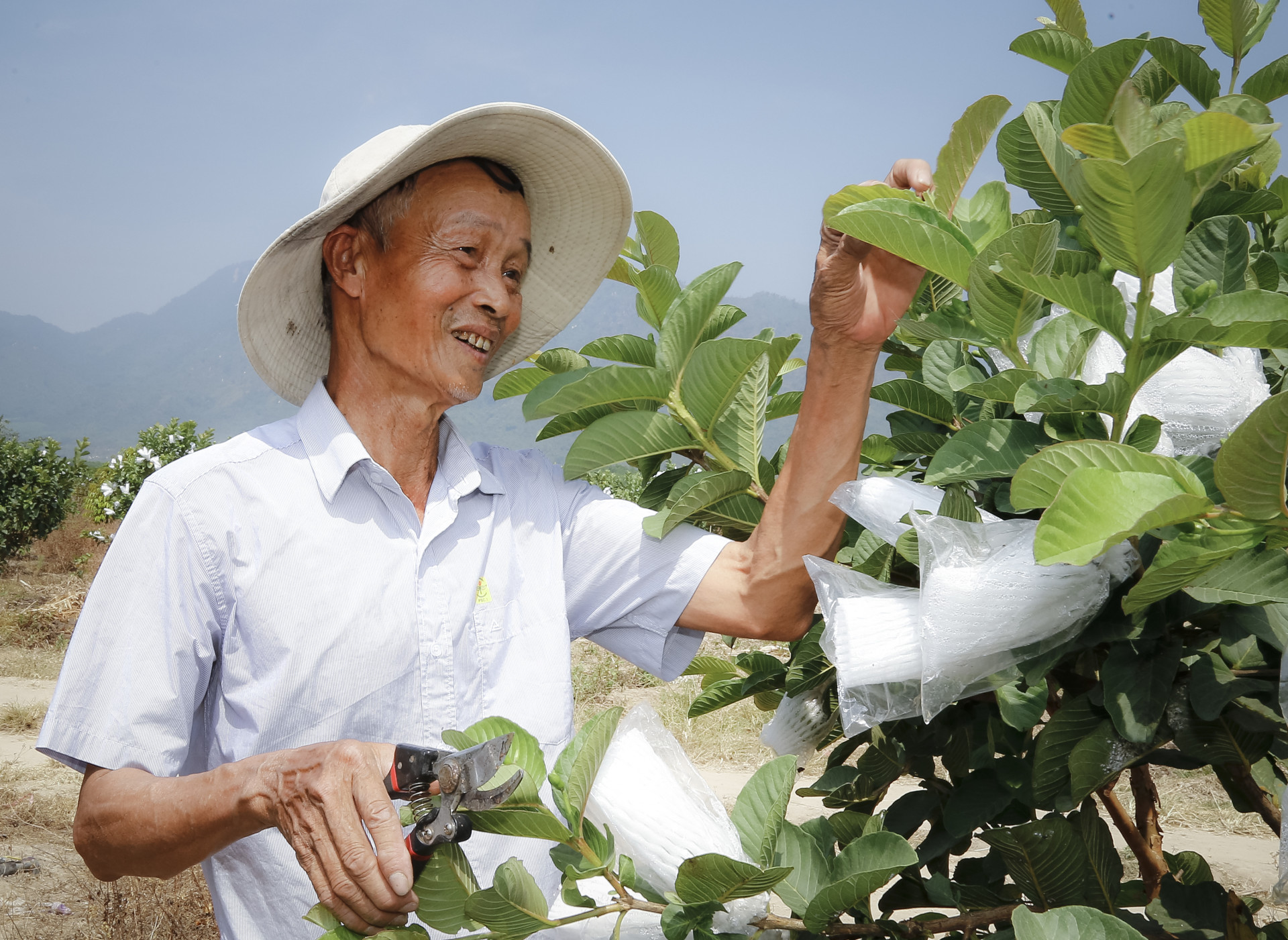 Nông dân xã Ninh Thượng (thị xã Ninh Hòa) chuyển sang trồng ổi trên đất mía.