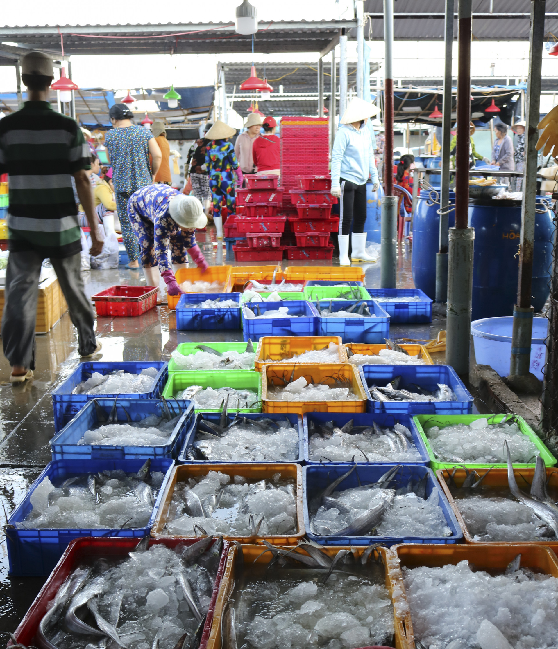 Các loại cá tươi chờ xếp lên xe để đến các chợ trong thành phố.
