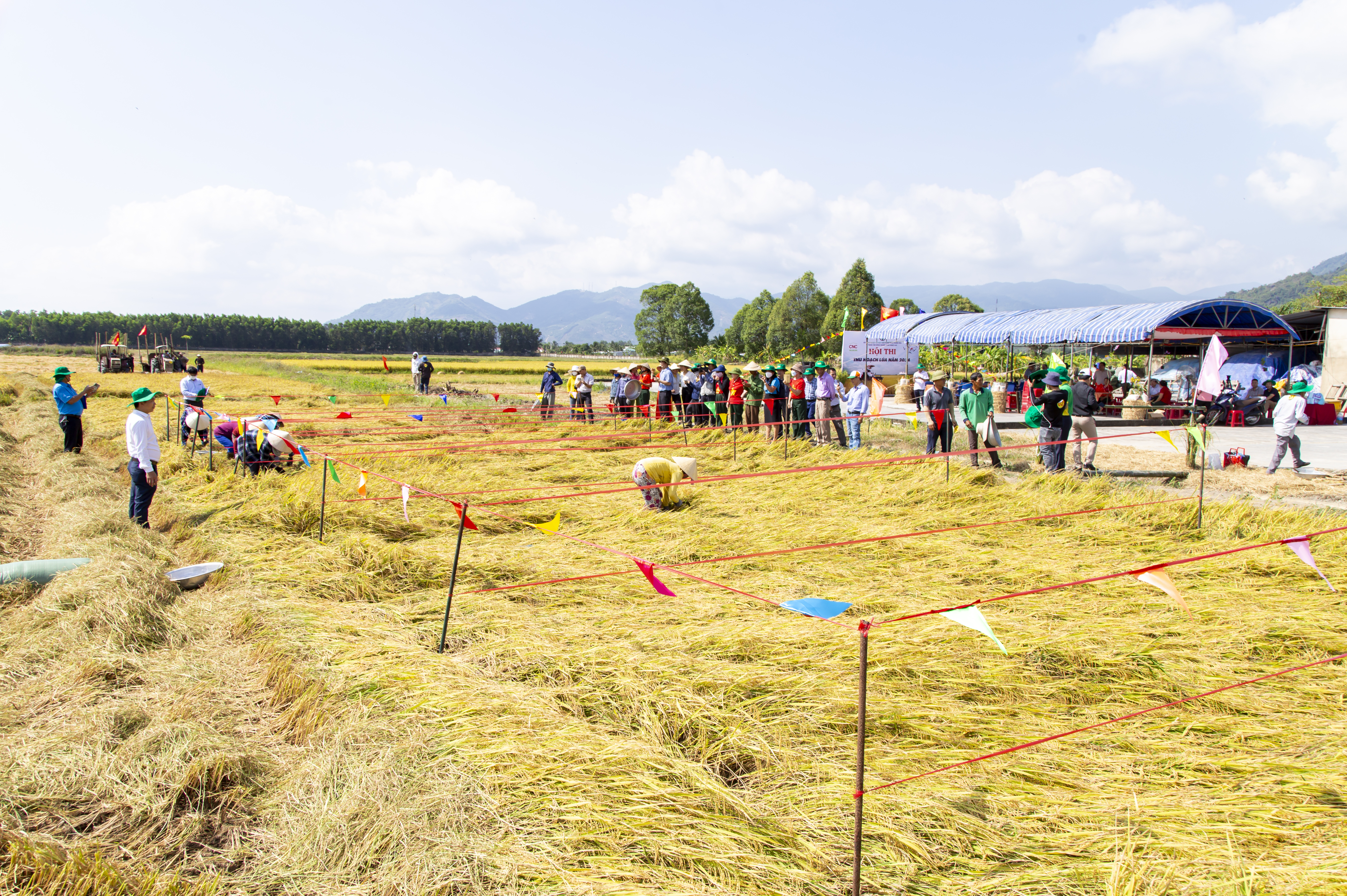 Vui nhộn Hội thi thu hoạch lúa