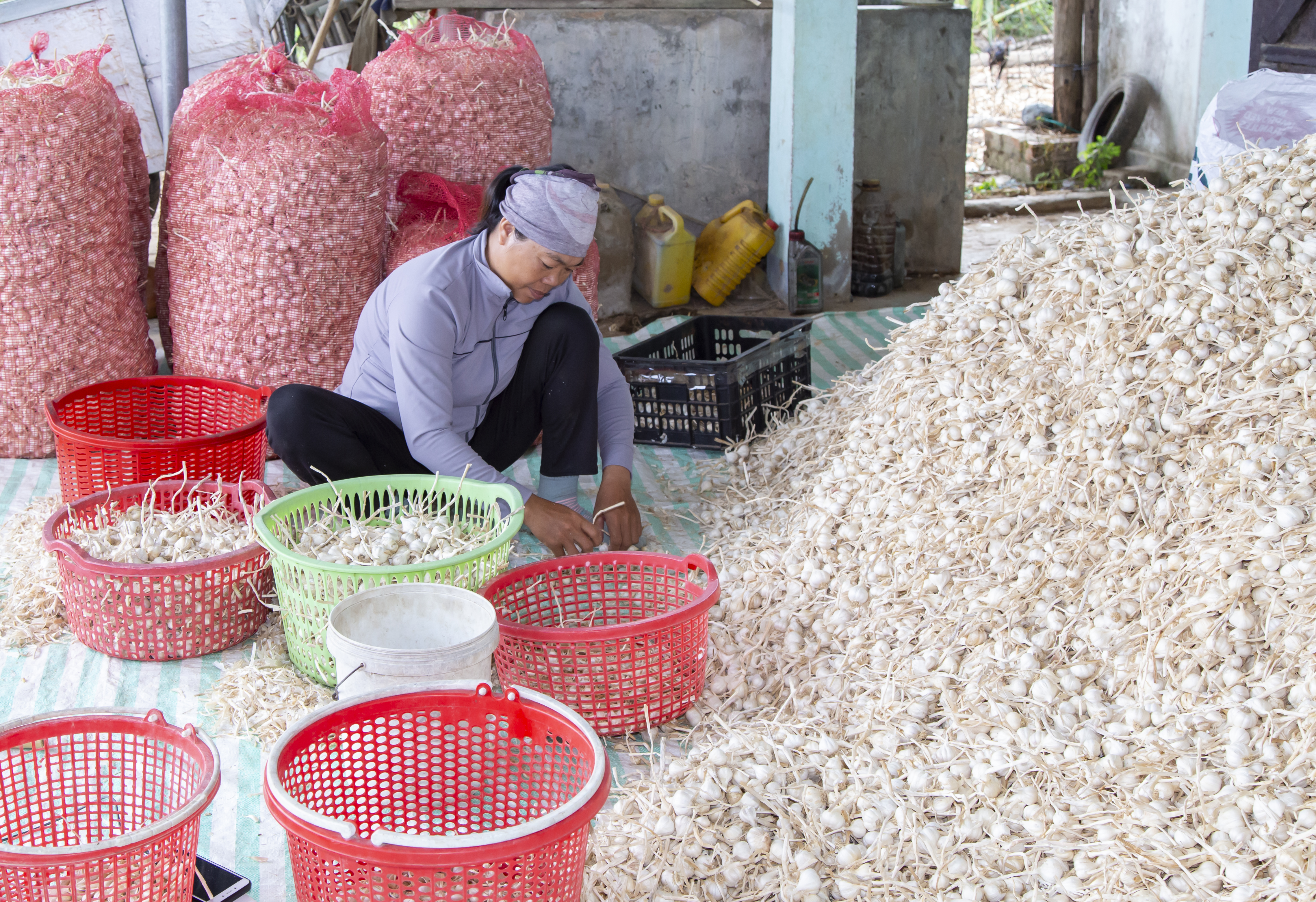 Tỏi VietGAP: Gian nan đầu ra