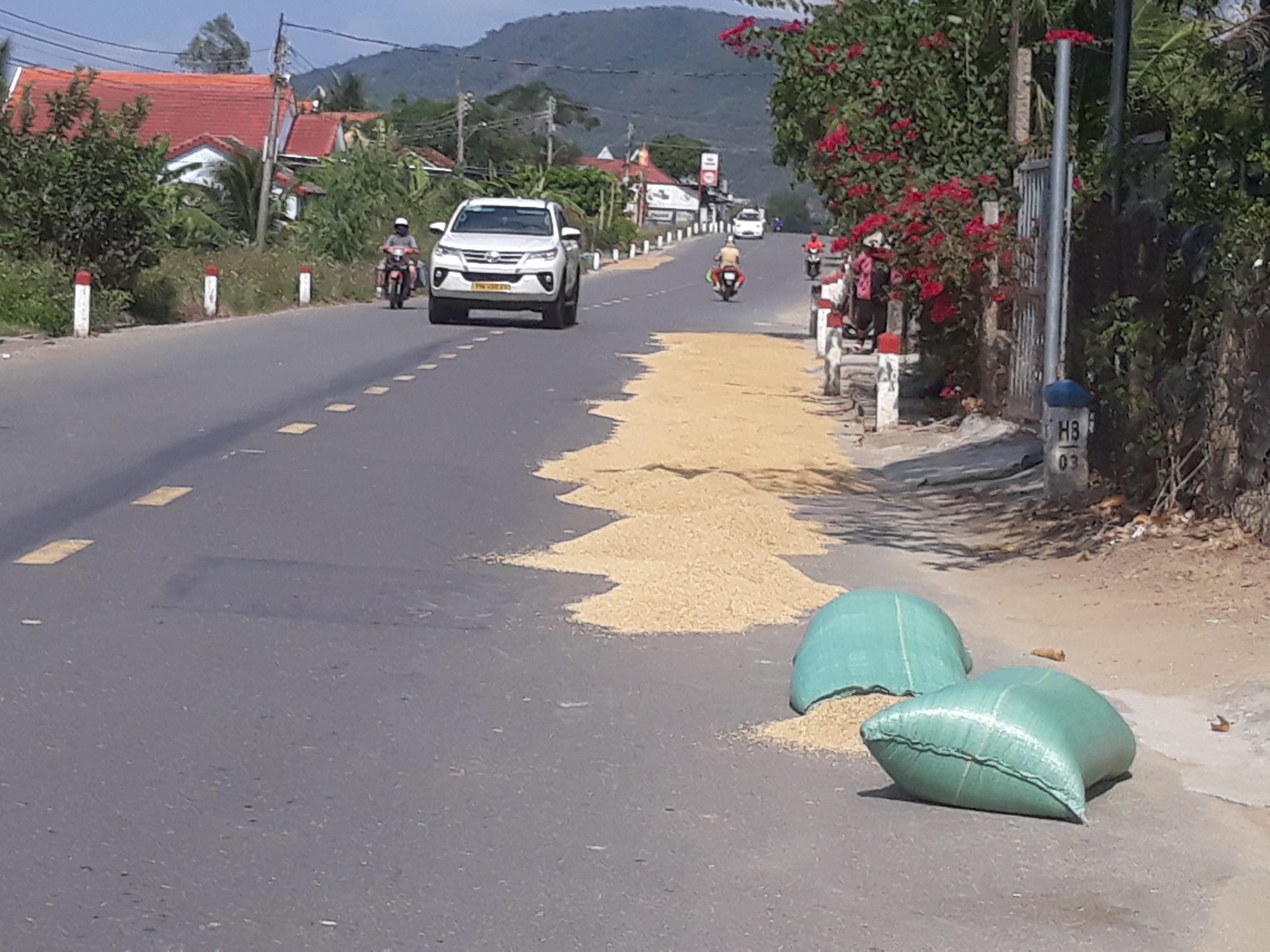 Chiếm dụng lòng đường để phơi lúa