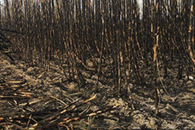 Công an huyện Cam Lâm:: Tìm người biết thông tin về vụ cháy thiêu rụi 30.000 m2 rẫy mía ở xã Cam Phước Tây