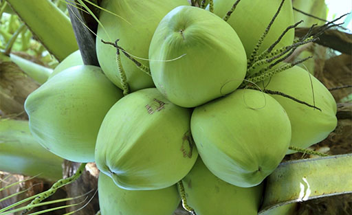 Góp ý mẫu logo nhãn hiệu tập thể dừa xiêm Tuần Lễ và tỏi Vạn Ninh