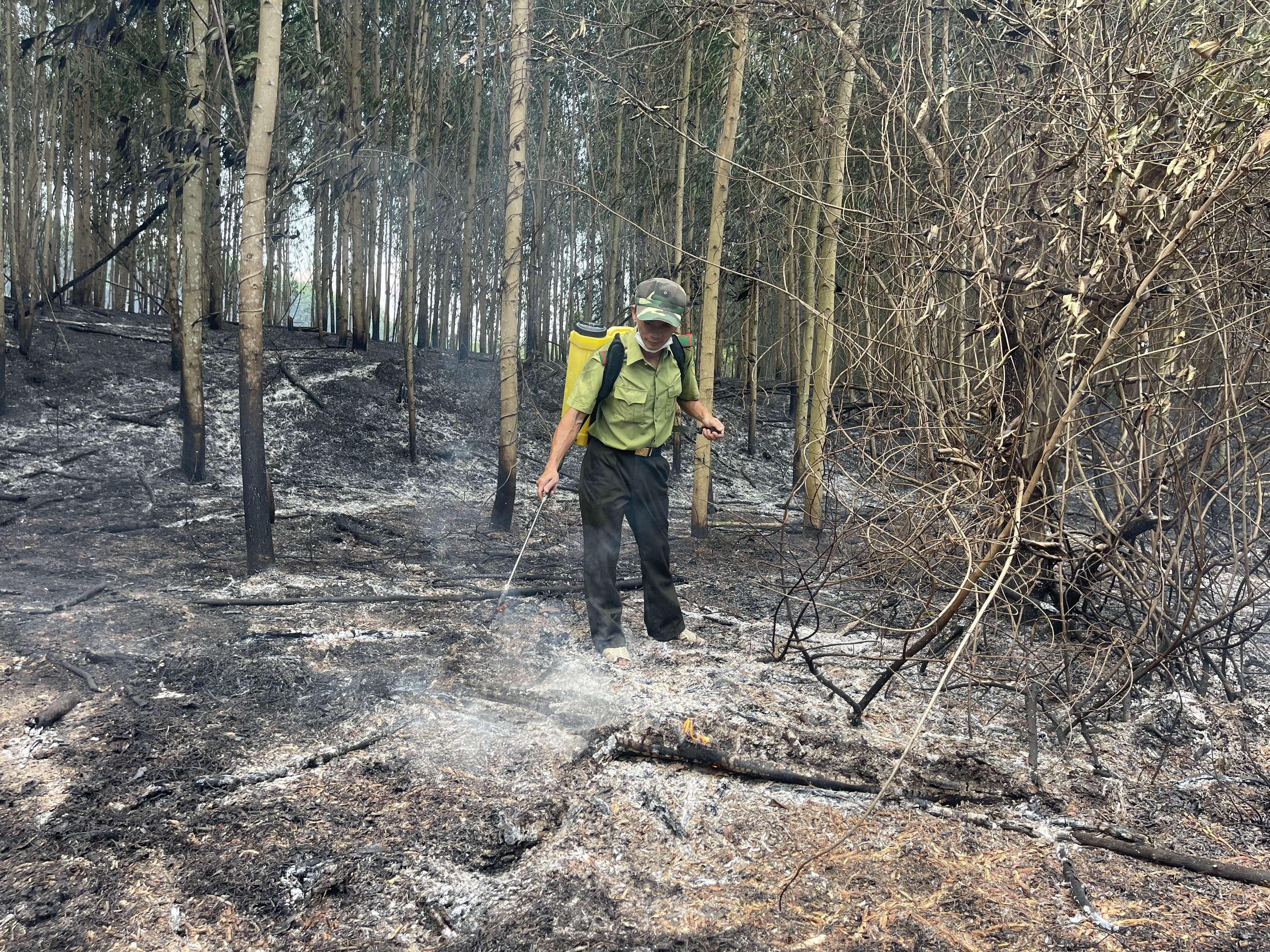 Một góc diện tích keo tại thôn Ba Dùi bị cháy