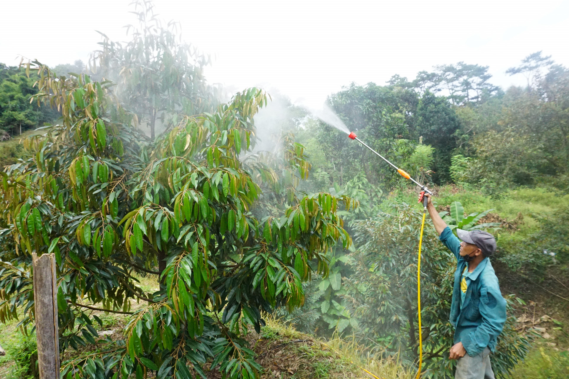 Người dân xã Sơn Hiệp tưới nước có bổ sung phân bón lá để hạn chế tình trạng rụng quả non