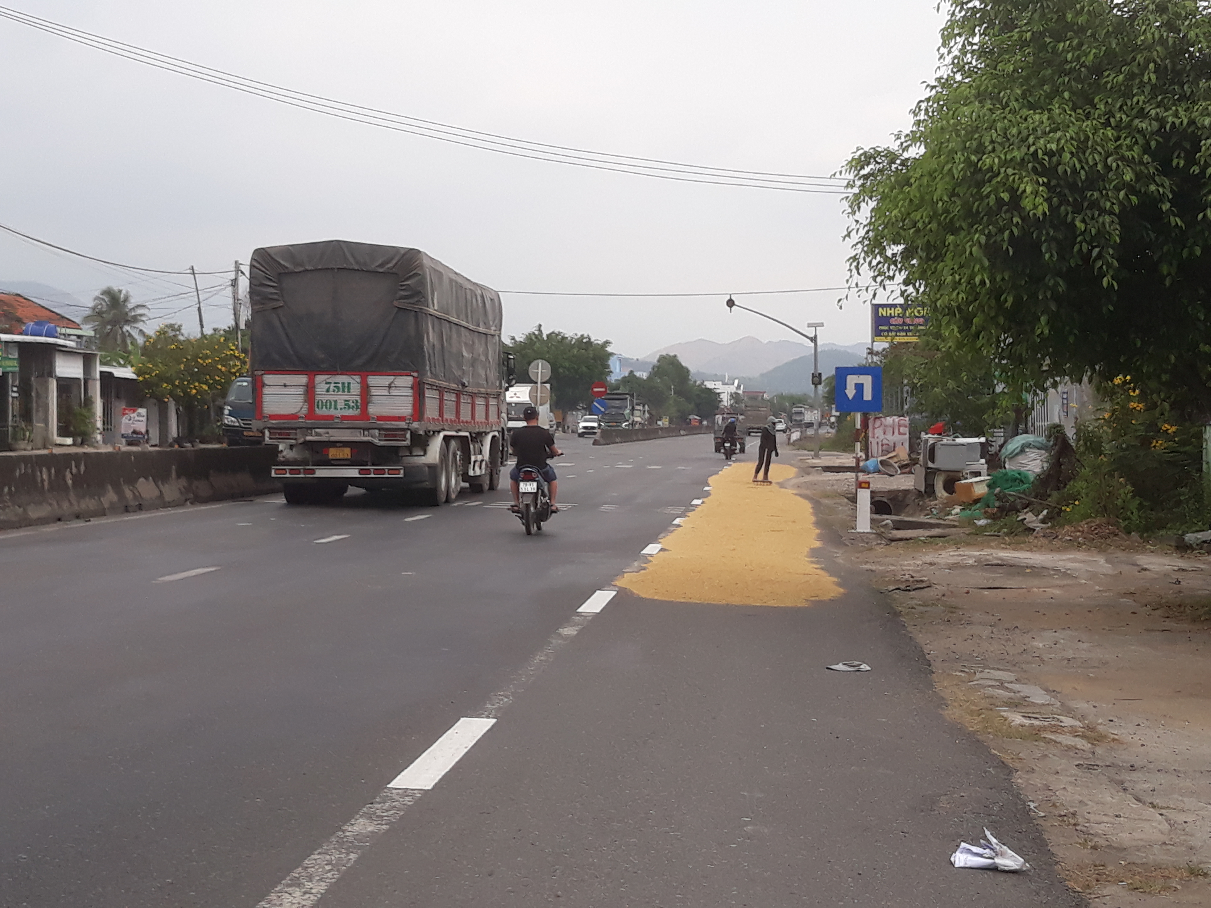 Phơi lúa trên quốc lộ