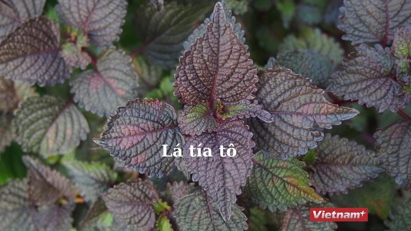 Những lợi ích không ngờ từ tía tô - cây gia vị quen thuộc trong vườn nhà