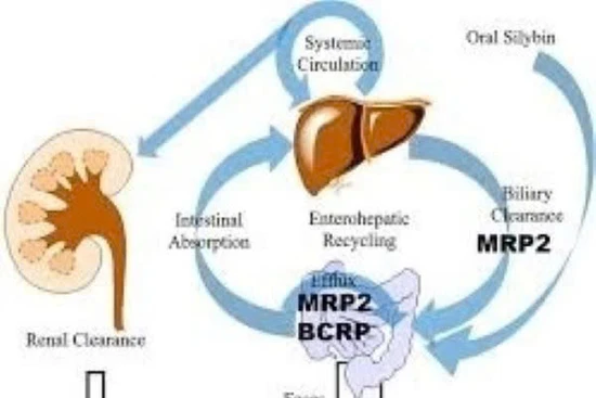 Phát hiện hợp chất tự nhiên có khả năng ức chế sự phát triển của ung thư gan