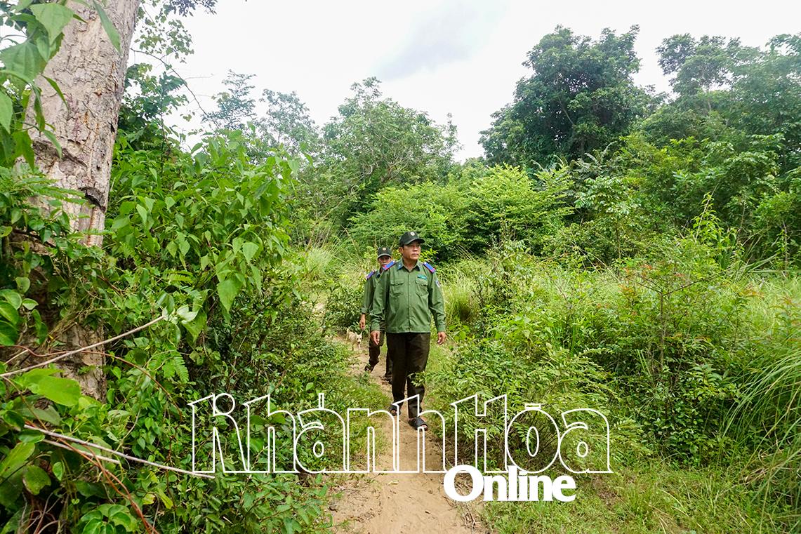 Tăng mức đầu tư, hỗ trợ bảo vệ và phát triển rừng