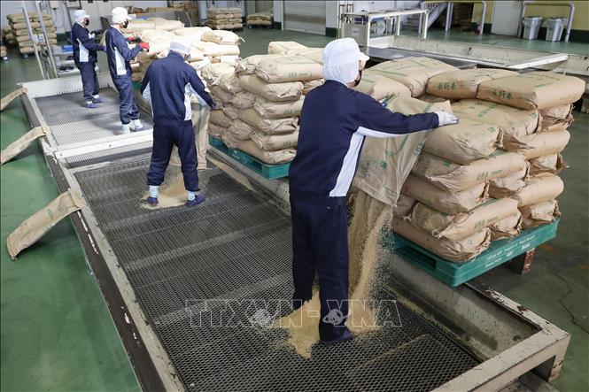 Giá gạo tại Nhật Bản lập đỉnh mới