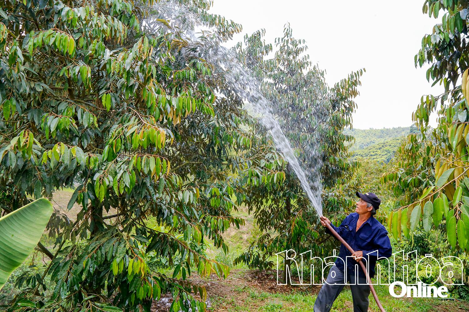 Người dân thôn Xóm Cỏ (xã Sơn Bình) tưới nước chống hạn cho cây sầu riêng.
