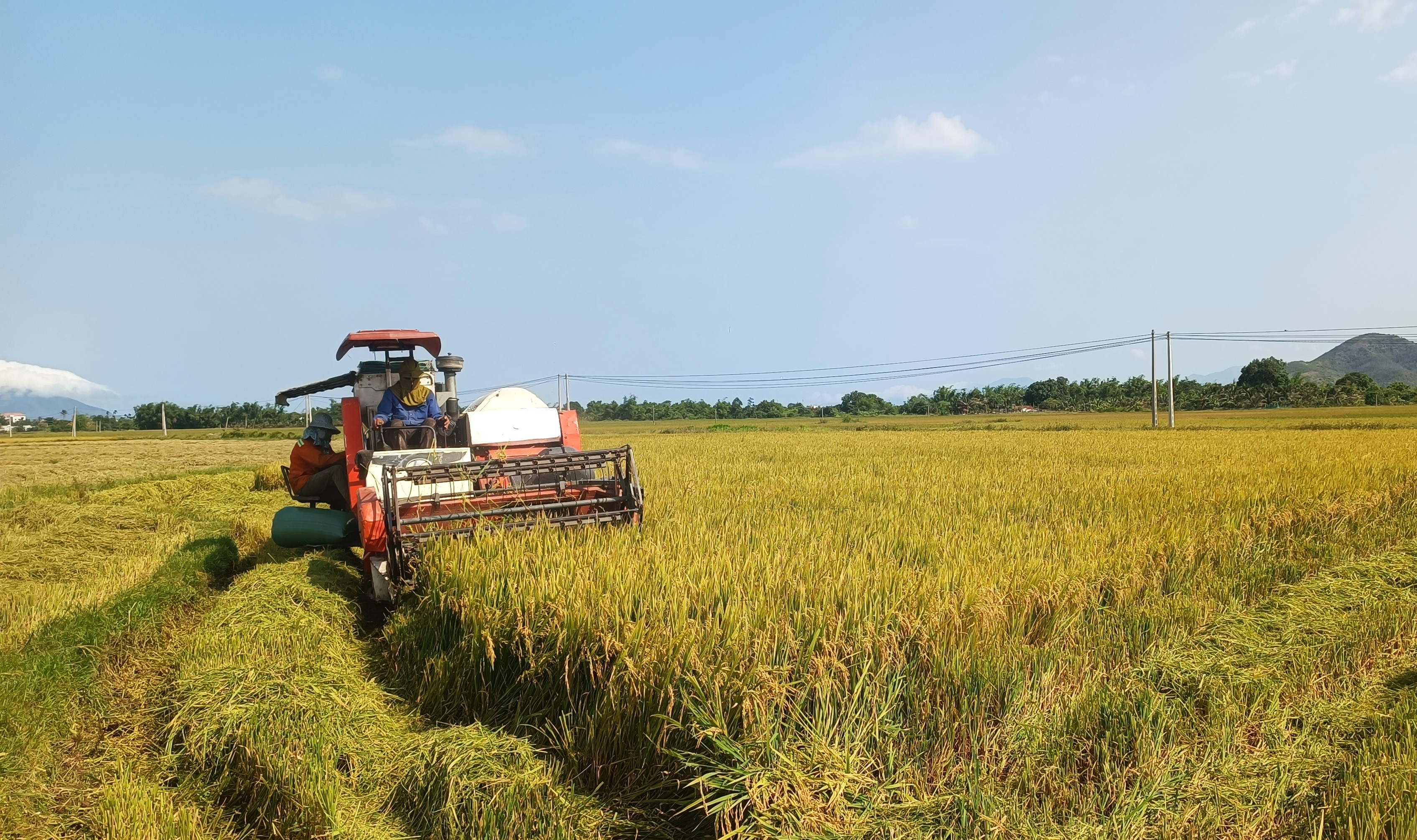 Nông dân Vạn Ninh thực hiện xuống giống hơn 800ha lúa hè thu