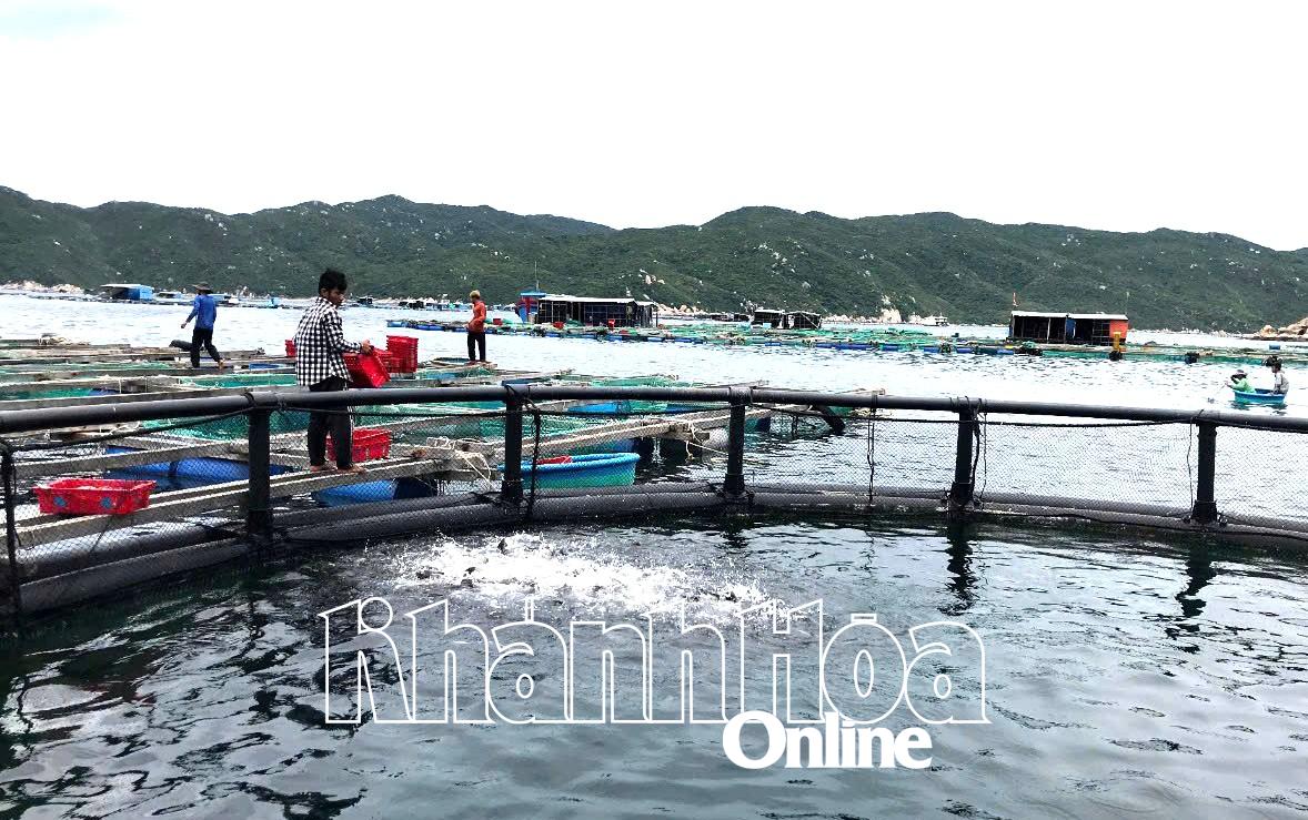 Vạn Ninh: Giá trị sản xuất công nghiệp, tiểu thủ công nghiệp đạt hơn 313 tỷ đồng