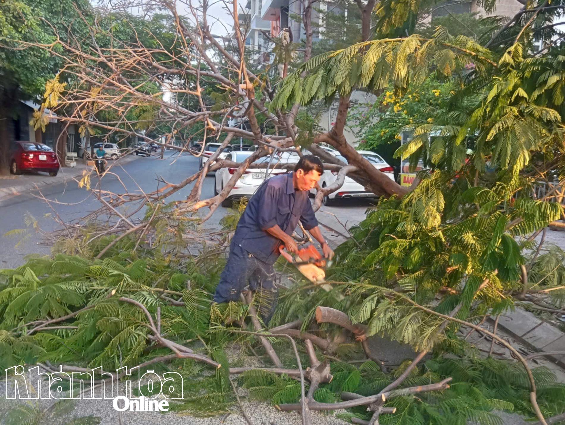 Nha Trang: Đã xử lý, dọn dẹp xong cây xanh bị bật gốc ở Khu đô thị Vĩnh Điềm Trung