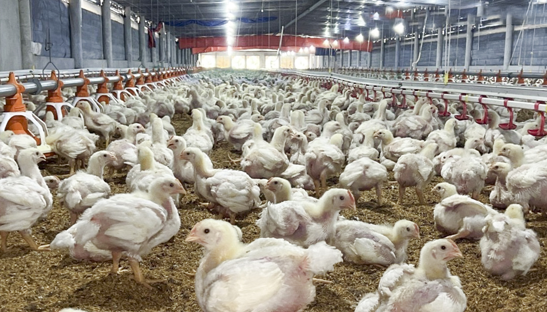 Triển khai quyết liệt các giải pháp phòng, chống dịch bệnh gia súc, gia cầm