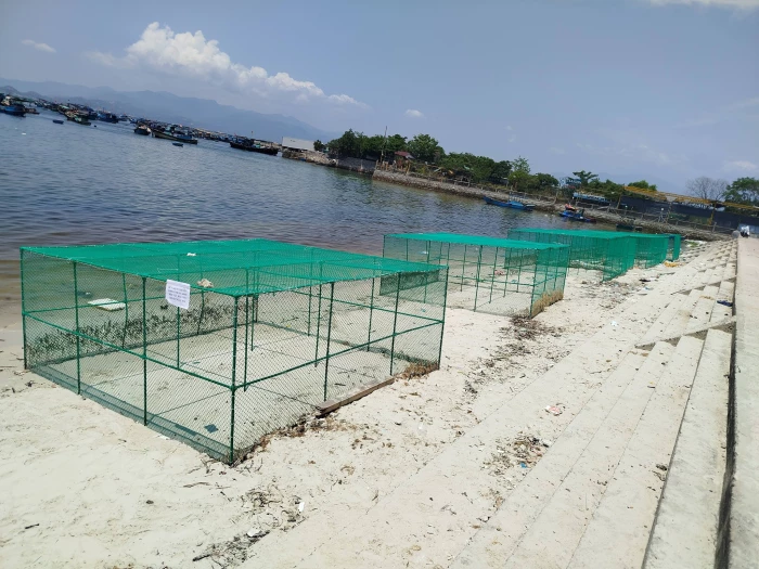 Phường Cam Ranh yêu cầu khẩn trương di dời 7 lồng nuôi tôm khỏi bãi tắm số 4