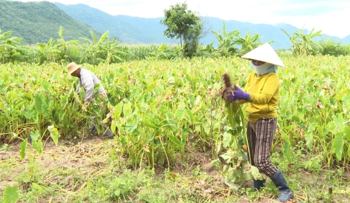 Xã Vạn Ninh triển khai hướng dẫn nông dân sản xuất, kinh doanh nông sản, thực phẩm an toàn