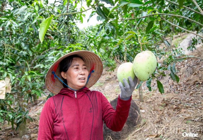 Diện tích trồng trọt ổn định, sản lượng tăng