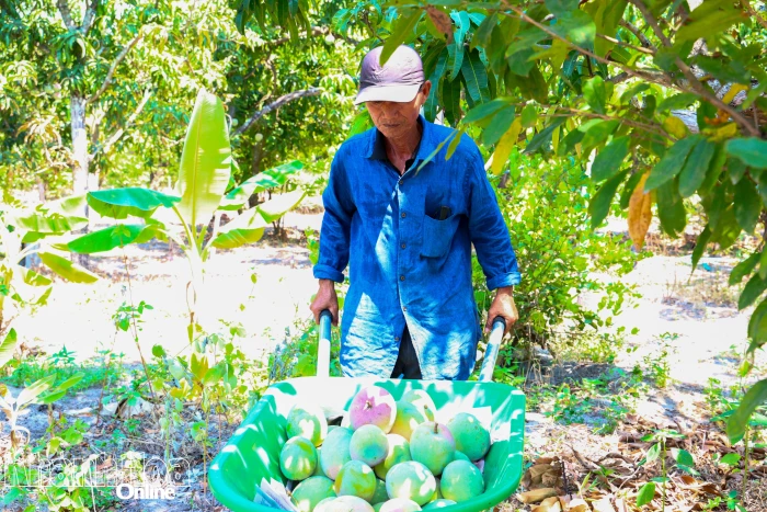 Sẽ cấp 30 mã số vùng trồng và đóng gói trong năm 2026