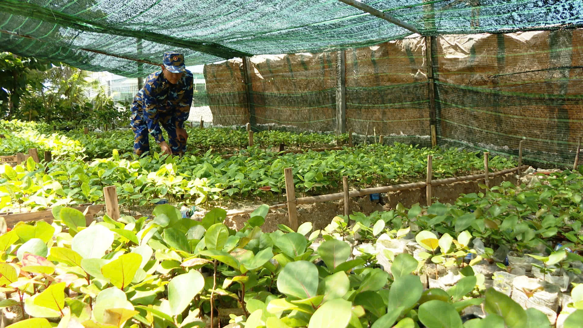 Vườn ươm tại đảo Sơn Ca.
