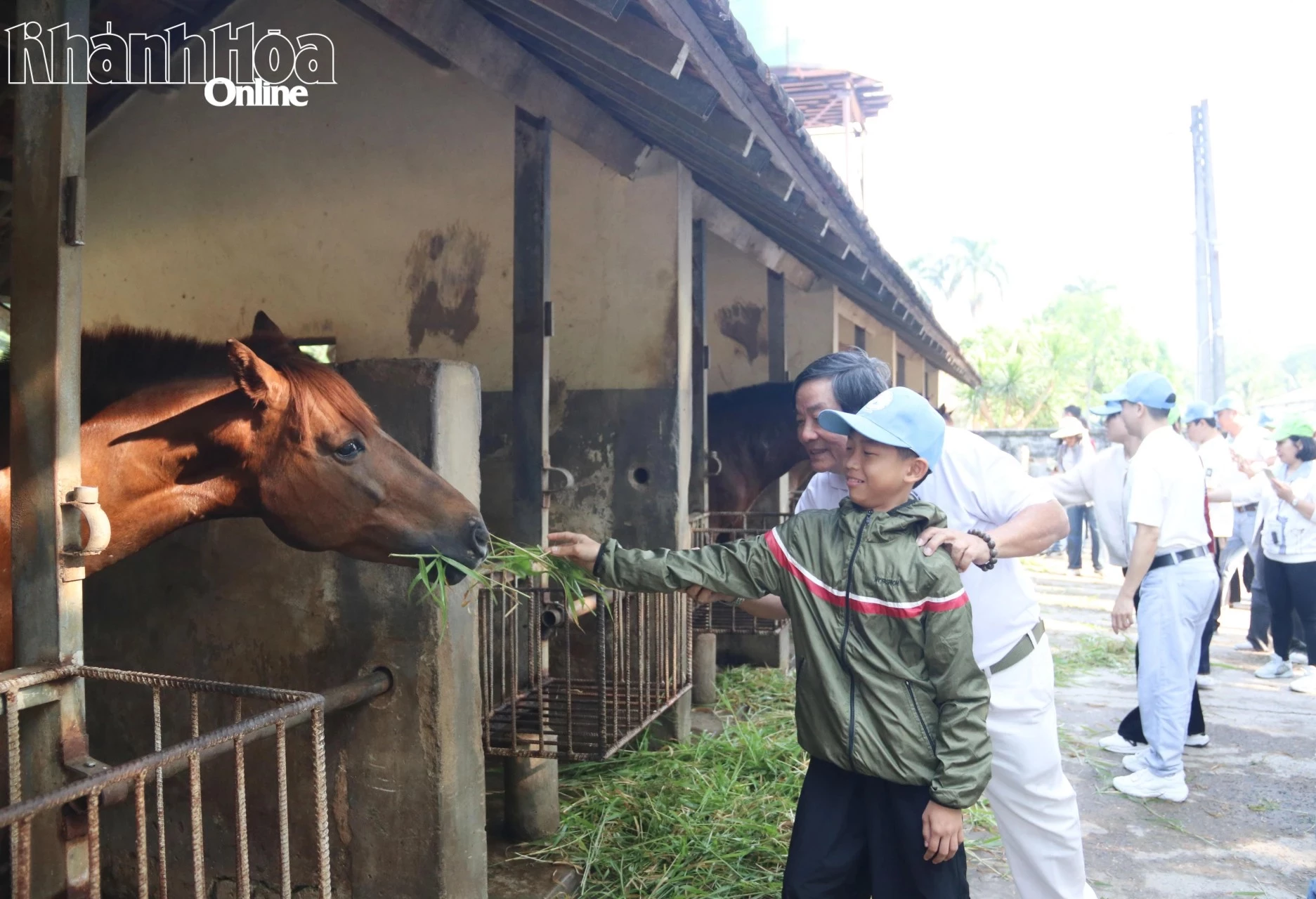 Học sinh trải nghiệm cho ngựa ăn.