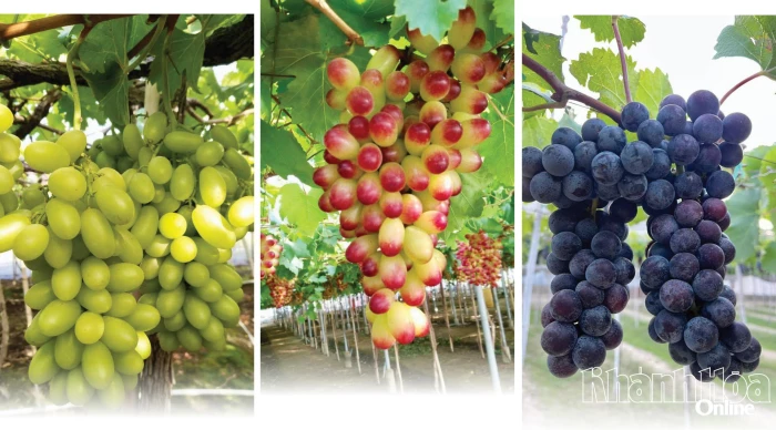 Vào mùa nho chín