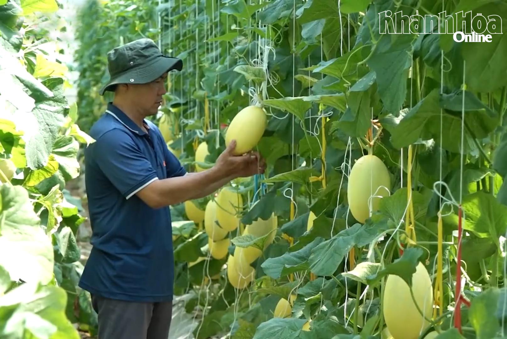 Một mô hình trồng dưa lưới chất lượng cao cho năng suất từ 33-35 tấn/ha/vụ.