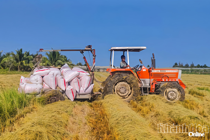 Máy gắp lúa "made in nông dân"
