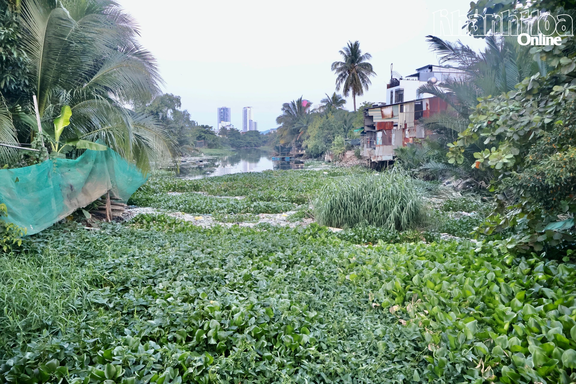 Rác, lục bình dày đặc ở sông Kim Bồng chiều 14-4.