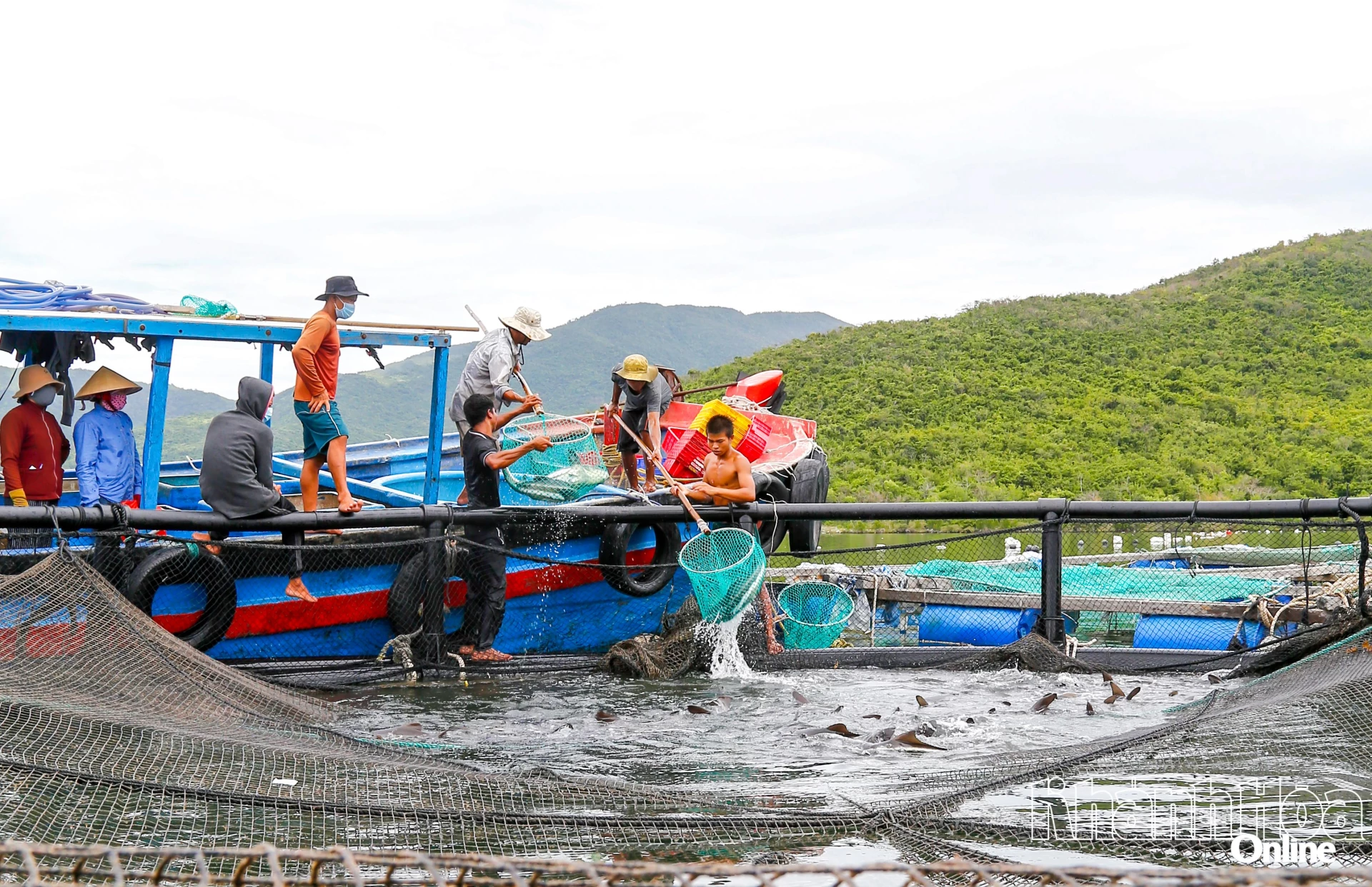 Ngư dân xã Đại Lãnh thu hoạch cá trong lồng tròn HDPE.