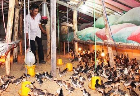 Các chuồng trại chăn nuôi gia cầm phun tiêu độc, khử trùng ở thôn Tân Dân.