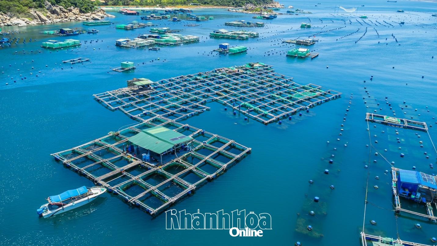 Vùng nuôi liên kết của KLC Seafood có quy mô lớn tại miền Trung.