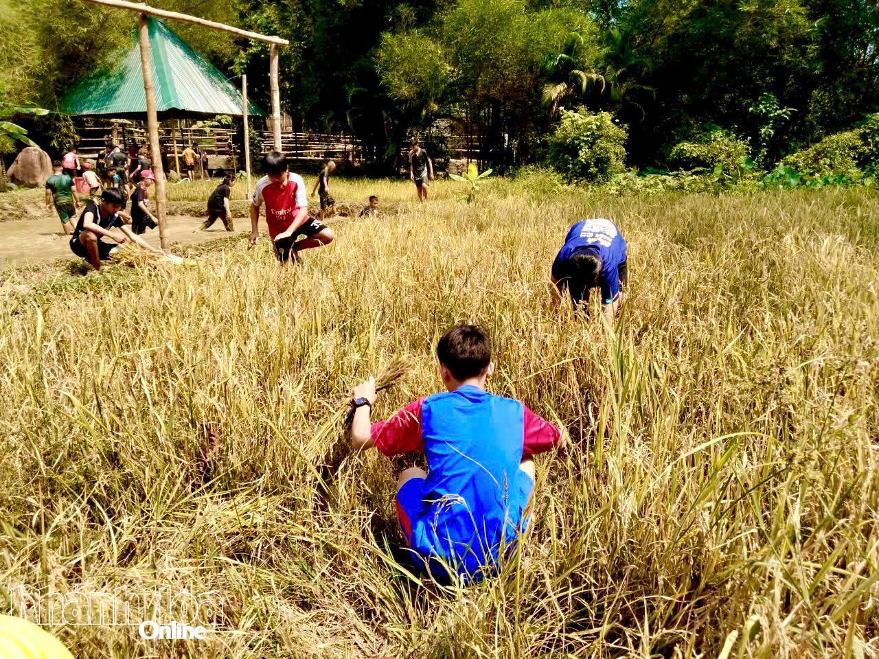 Học sinh phối hợp gặp lúa, rèn luyện kĩ năng làm việc nhóm