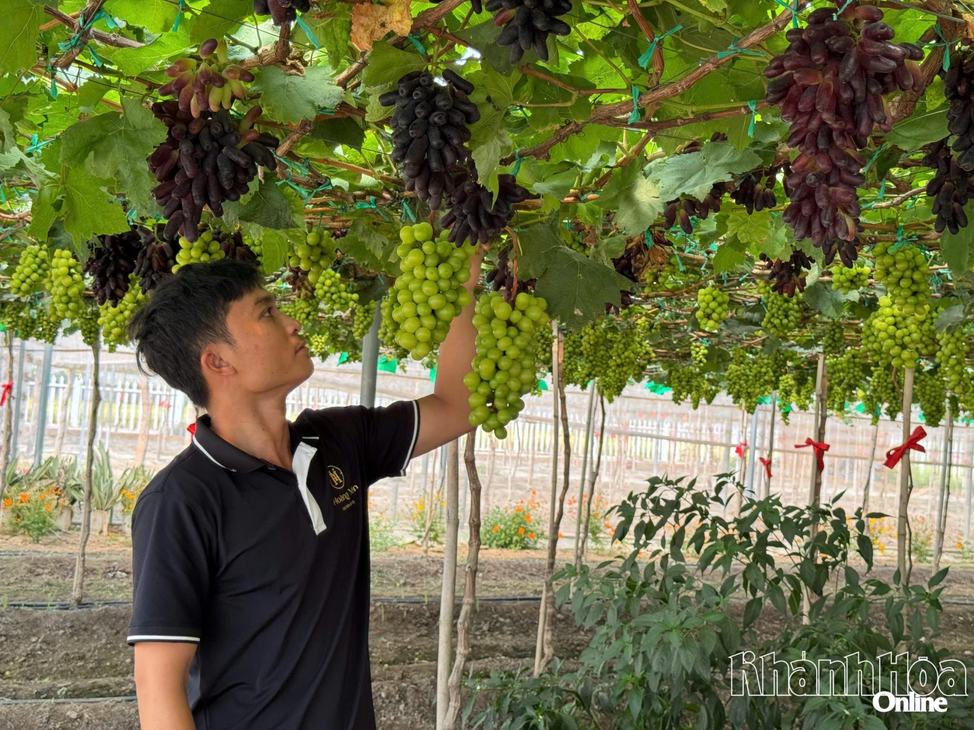 Ông Tống Minh Hoàng - 
chủ nông trại nho Hoàng Yến (thôn Phước Lợi, xã Ninh Phước) 
chăm sóc vườn nho trồng 
trong nhà kính. Ảnh: HỒNG NGUYỆT
