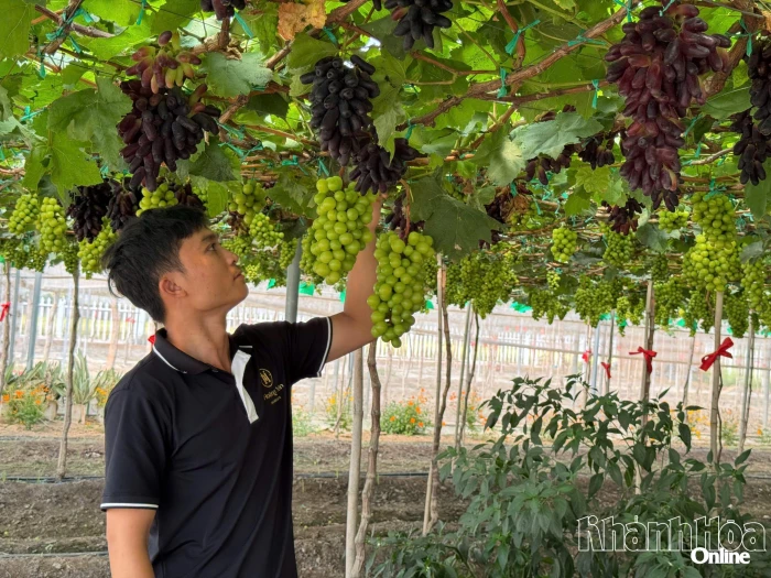 Nâng cao giá trị kinh tế trang trại 