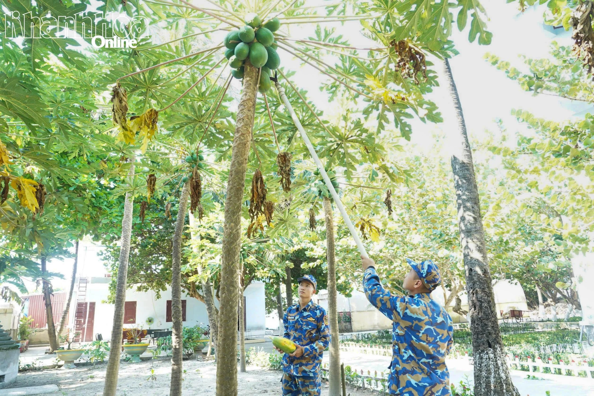 Dưới bàn tay chăm sóc khéo léo của cán bộ, chiến sĩ đảo Nam Yết, các loại cây ăn trái phát triển xanh tốt. Ảnh: HỒNG NGUYỆT