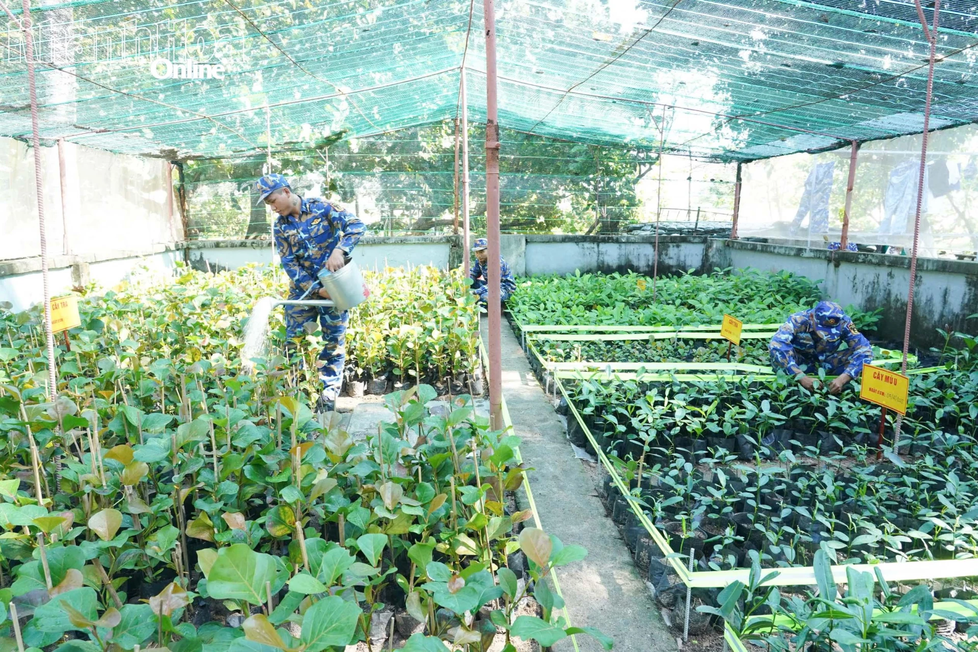 Vườn rau xanh của cán bộ, chiến sĩ đảo Nam Yết. Ảnh: HỒNG NGUYỆT