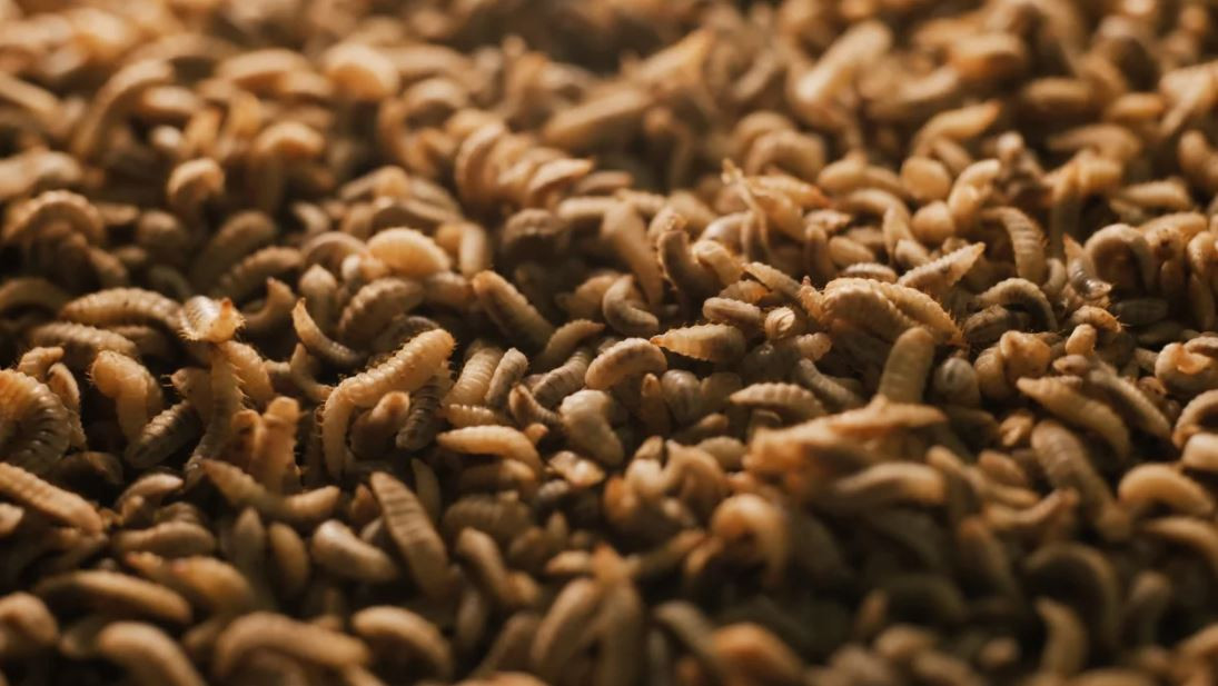 Ấu trùng ruồi lính đen có thể biến chất thải thực phẩm hữu cơ thành phân bón và thức ăn gia súc.