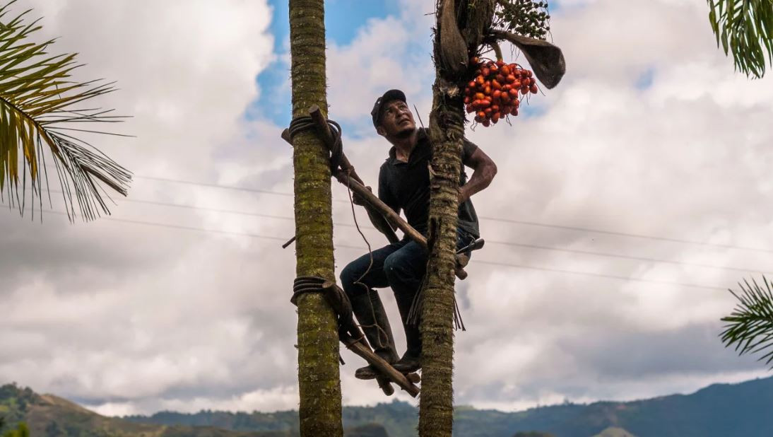 Một người nông dân ở Colombia đang thu hoạch trái chontaduro.