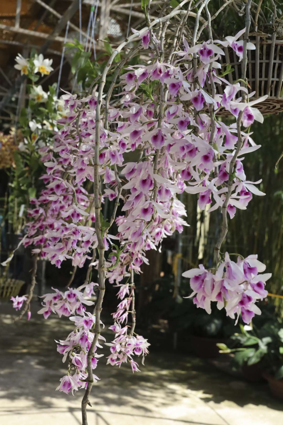 Beautiful orchid blooms

