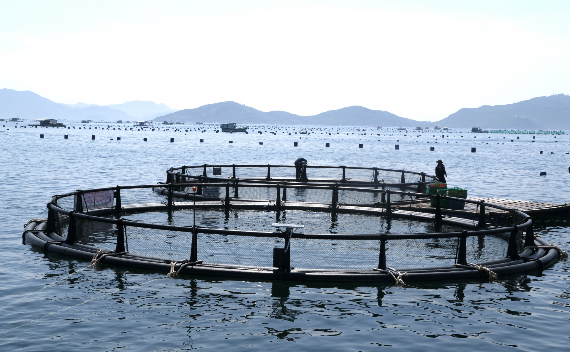 Cận cảnh các mô hình thí điểm nuôi cá chim vây vàng công nghệ cao tại vùng biển hở các đơn vị hỗ trợ cho gia đình ông Nguyễn Văn Thành (TP. Cam Ranh)