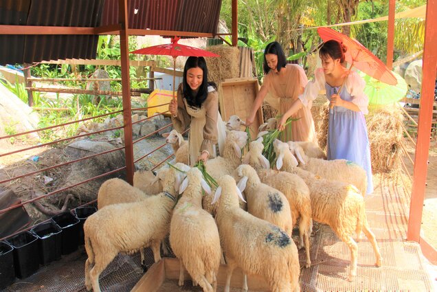 VIDEO: Du khách thích thú với vườn cừu tại Nha Trang - Báo Khánh Hòa điện tử