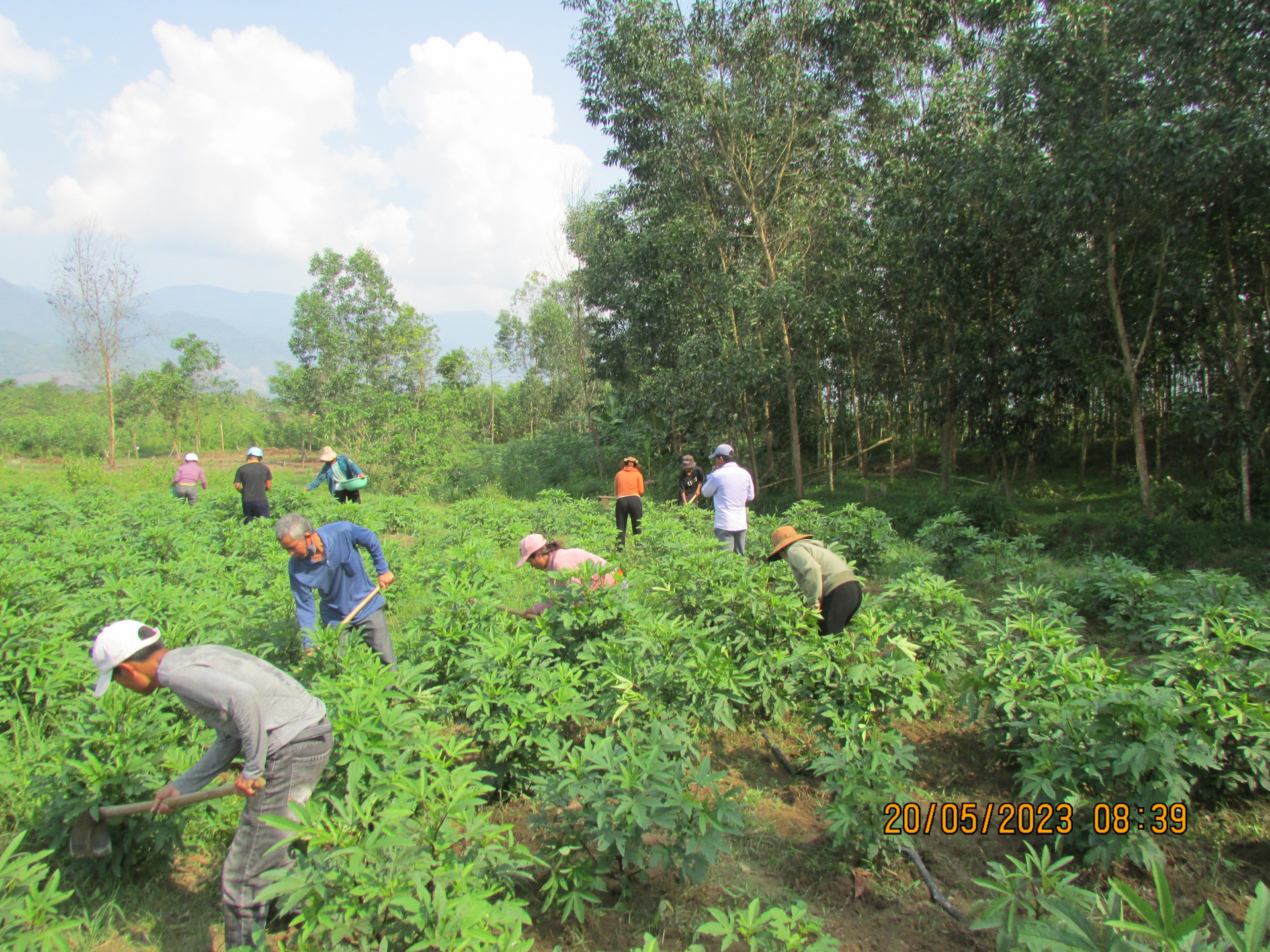 Huấn luyện nông dân trồng bụp giấm 