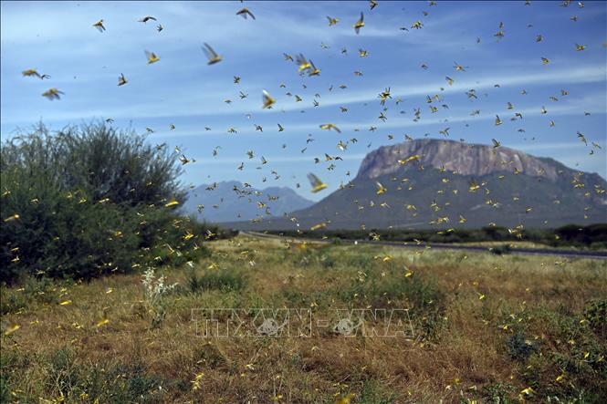 Một bầy châu chấu tại khu vực làng Lerata ở Samburu, Kenya. 