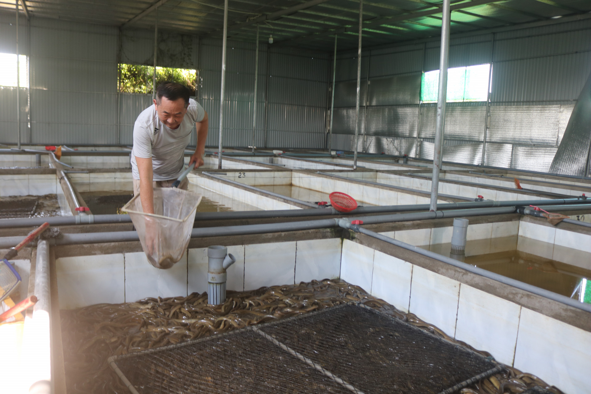 Anh nông dân 8x thành công với mô hình nuôi lươn không bùn thu tiền tỷ mỗi  năm