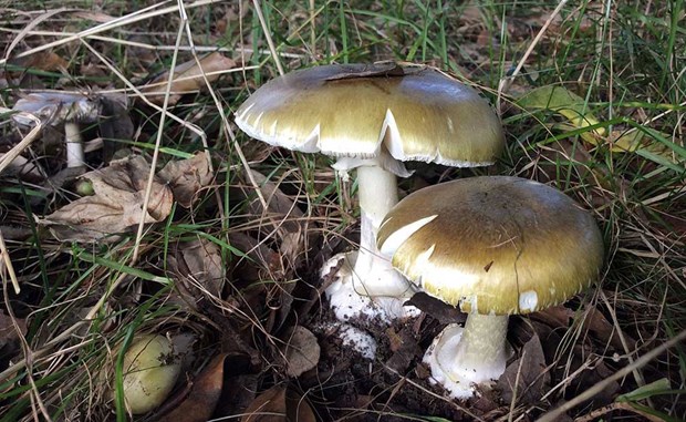 Phát hiện chất có khả năng ngăn độc tố ở loại nấm độc nhất thế giới