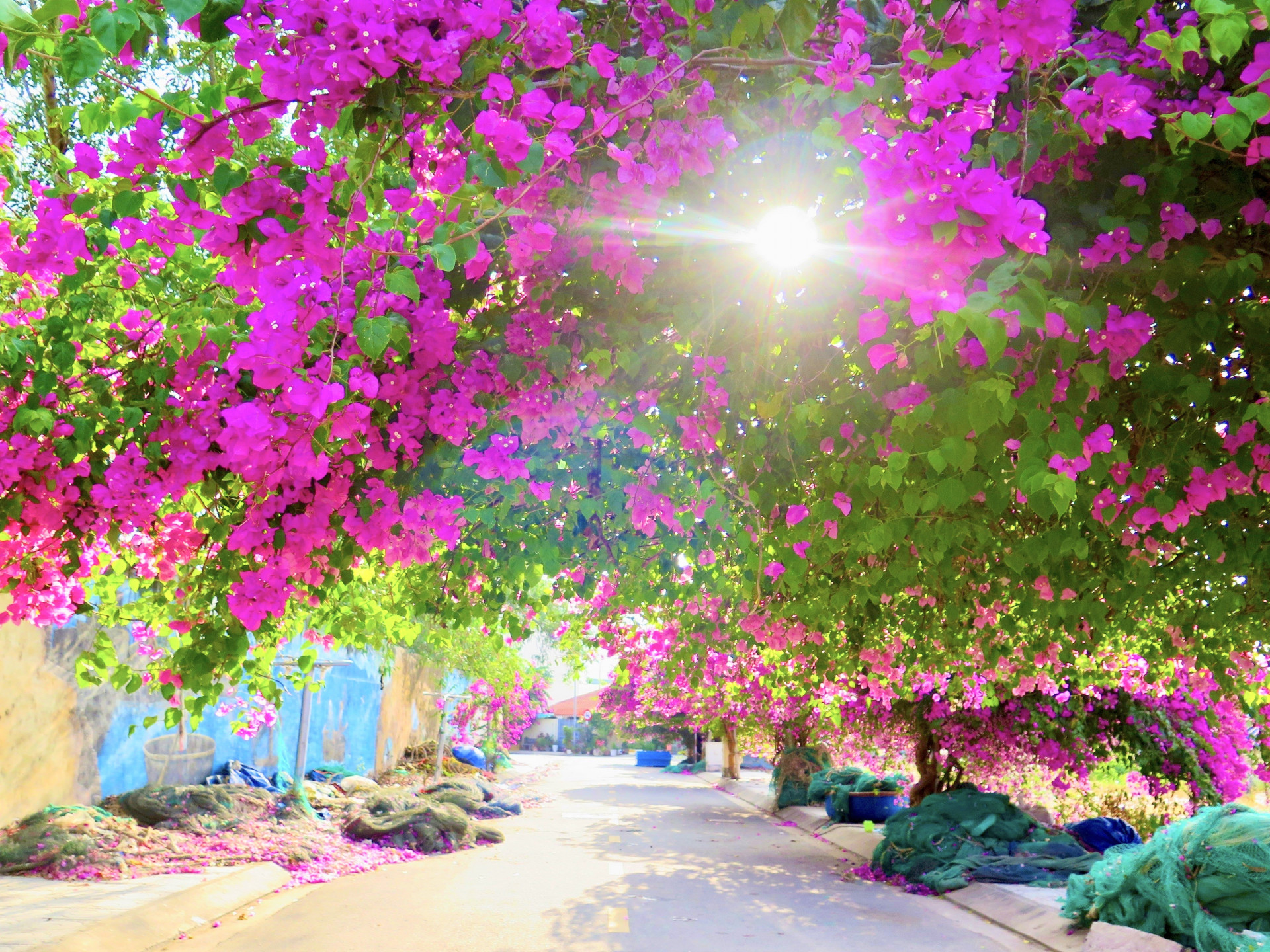 Con đường số 4 phường Vĩnh Trường rực rỡ hoa giấy mỗi khi hè về.
